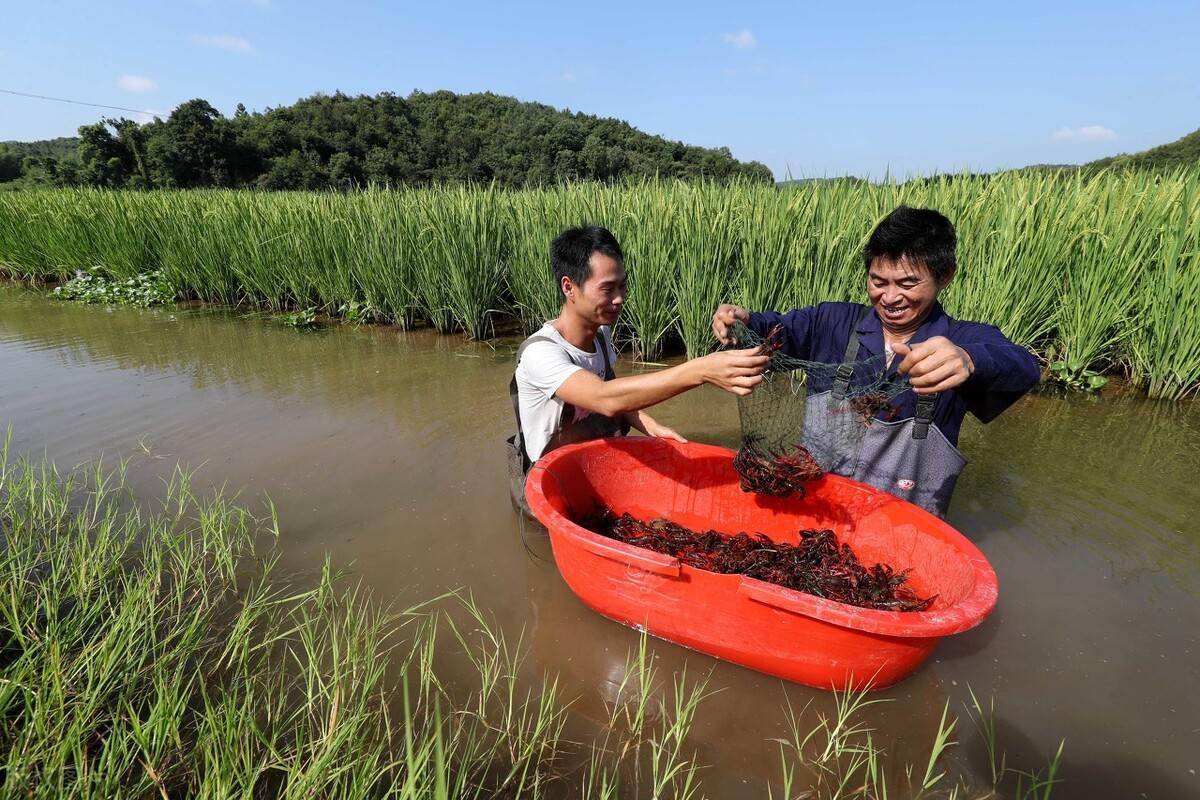 1682320113512147.jpeg 小龙虾养殖2.jpeg