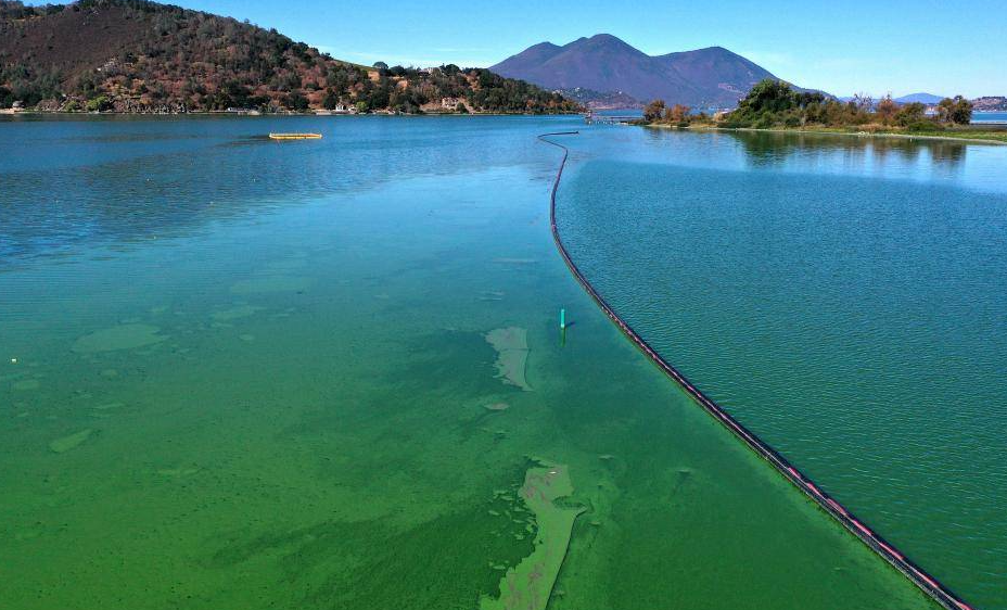 1689061449193396.png 蓝绿藻.png