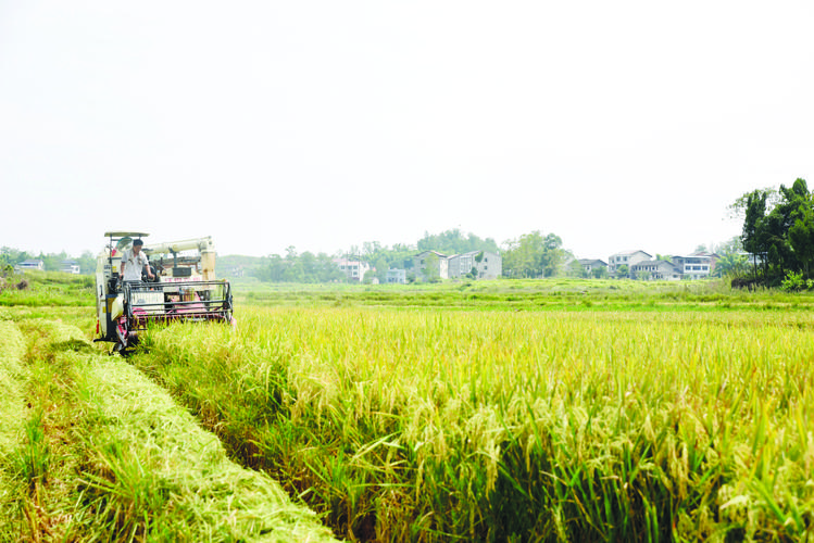 1715396294608568.jpeg 农业.jpeg