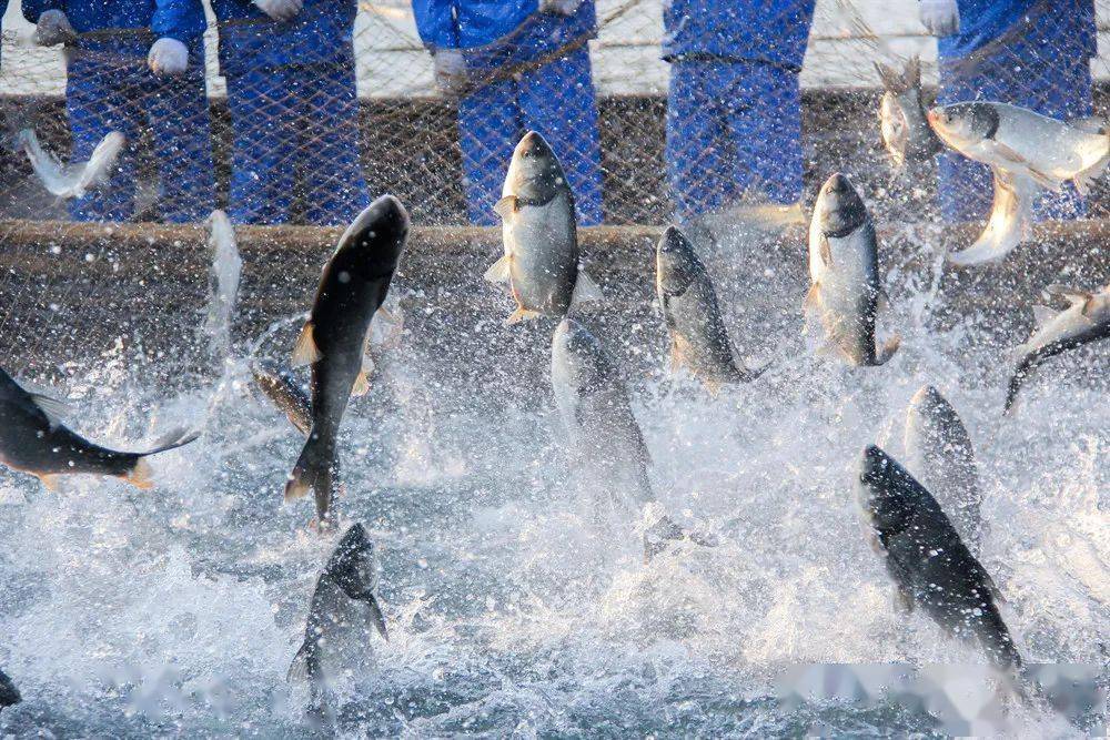 1718176381146755.jpeg 1718176381146755.jpeg