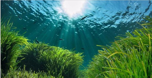 1721703025361464.jpeg 阳光.jpeg