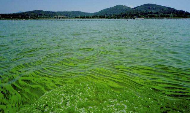 1722491730567951.jpg 水体富营养化.jpg