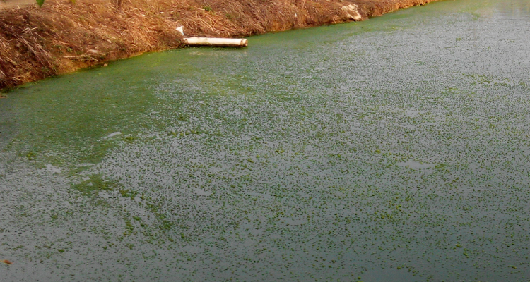 1731995556278971.png 水体富营养化.png