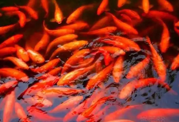 1741057620107569.jpg 鲤鱼.jpg