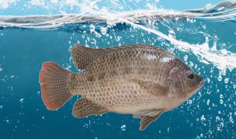 1741057691931340.jpg 1741057691931340.jpg