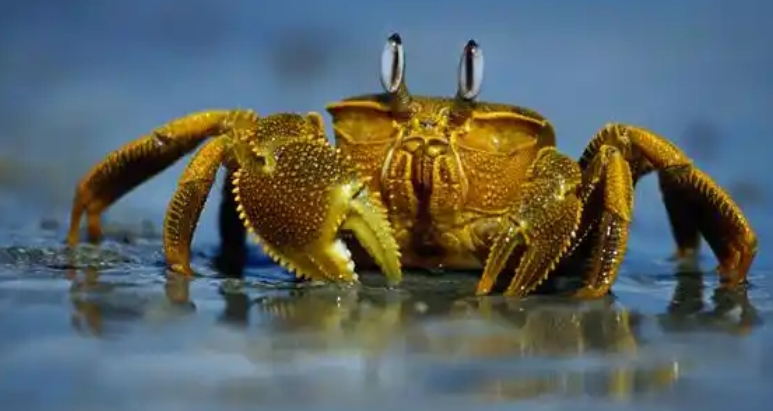 1741057764160316.jpg 青蟹.jpg