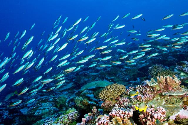 1742353489390822.jpg 海洋生态系统.jpg