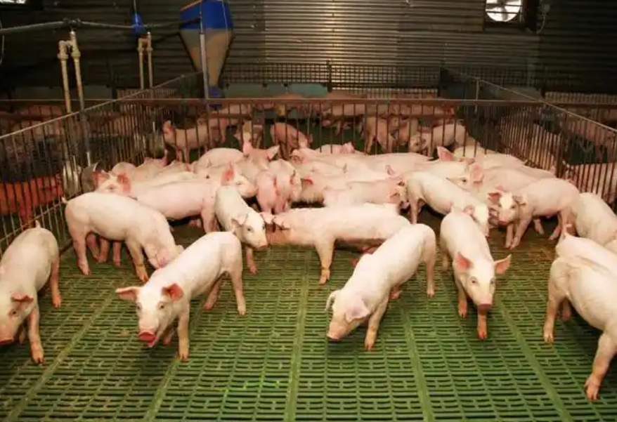 1748240159511621.jpg 1748240159511621.jpg