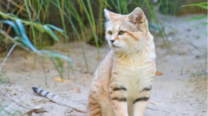 1758076127973621.jpg 宠物.jpg