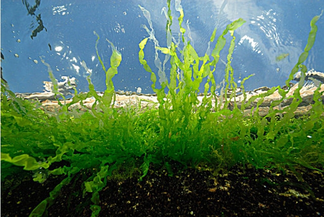 1760925467454344.jpg 藻类.jpg