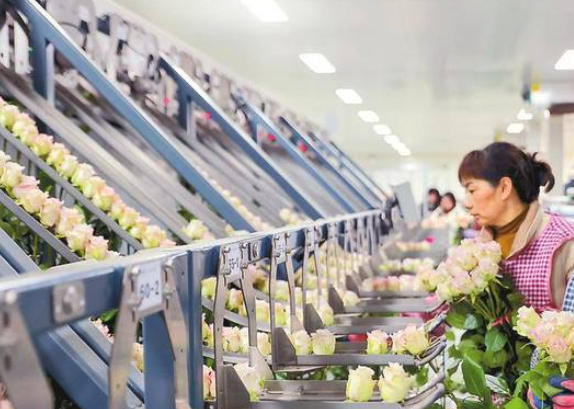 1761703428268275.jpg 高端花卉组培工厂.jpg