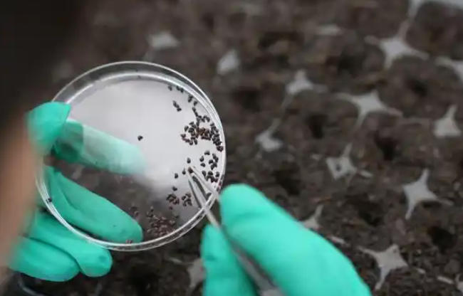 1761704951881442.jpg 太空育种.jpg