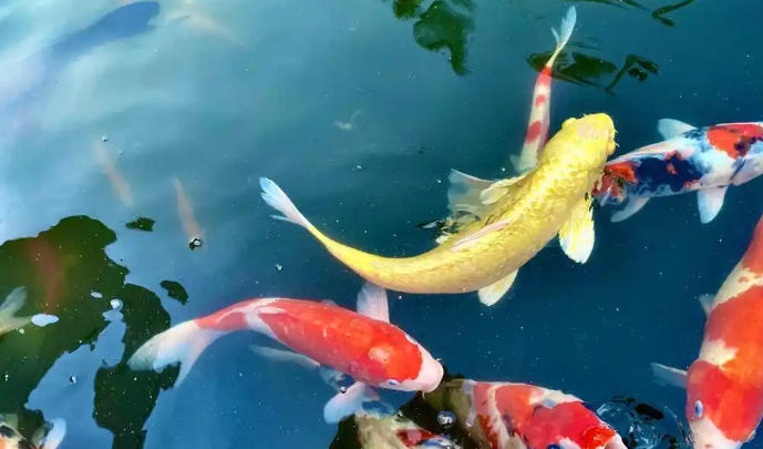 1761791423911141.jpg 锦鲤.jpg