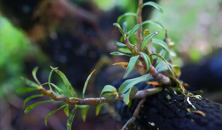 1762137226976819.jpg 铁皮石斛.jpg