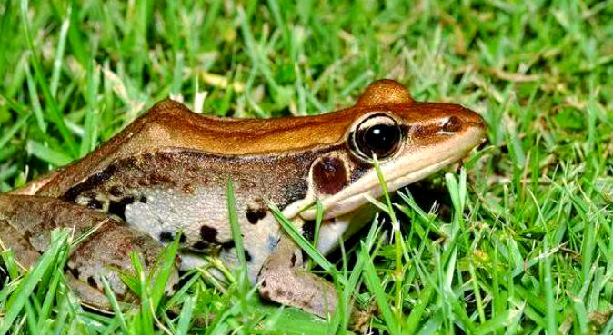 1762137597844435.jpg 蛙类.jpg