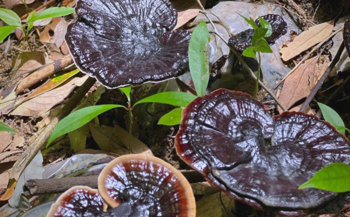 1762221818208641.jpg 仿野生灵芝.jpg