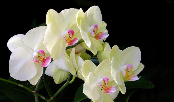 1762223291480431.jpg 兰花.jpg