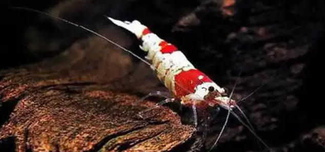 1762392448963822.jpg 海水观赏虾.jpg