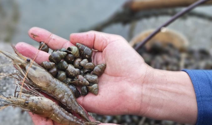 1762393908402426.jpg 古法养螺基地.jpg