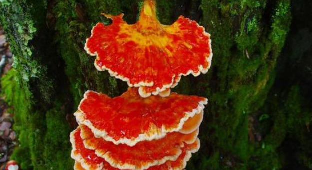 1762394734975188.jpg 珍稀药用菌.jpg