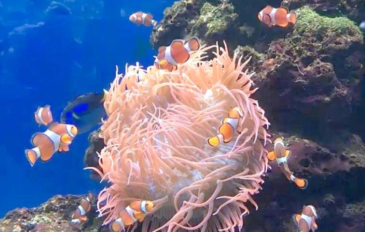 1762826100416961.jpg 珊瑚养殖.jpg