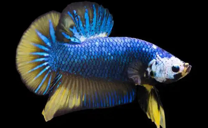 1763000132172062.jpg 龙鱼繁育.jpg