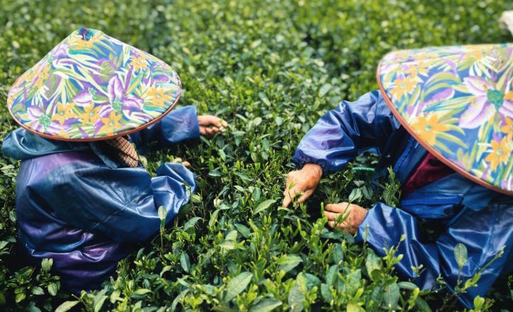 1763087363188616.jpg 茶园.jpg