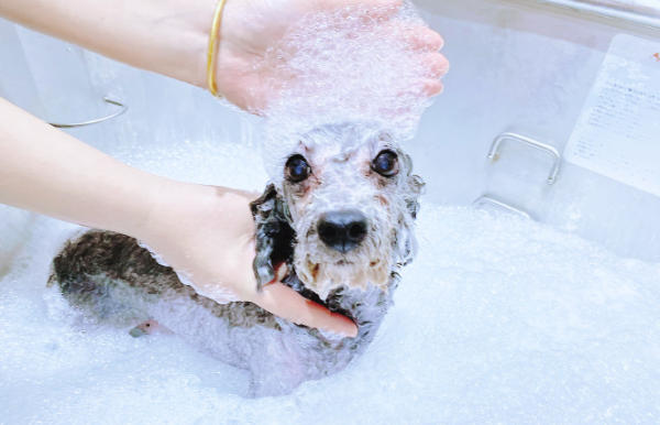 1765160987162449.jpg 宠物水疗馆.jpg