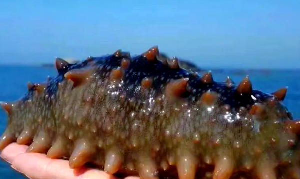海参.jpg