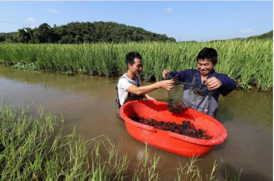 小龙虾养殖4.jpg